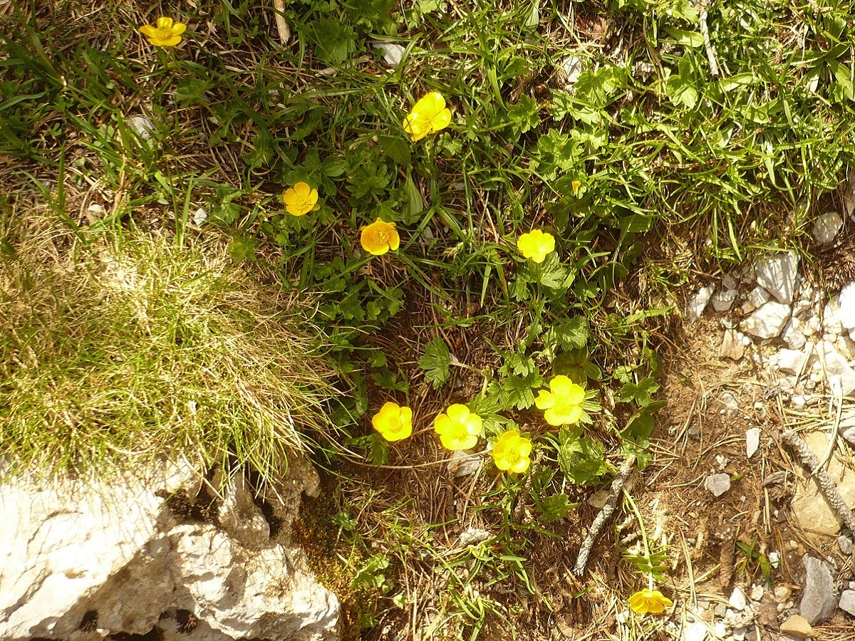 Ranunculus gouanii (Ranunculaceae)